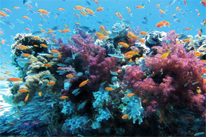Sharm El Sheikh