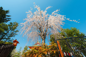 Hanami in Giappone